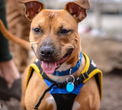  Dog Attacks Rising Due To Improper Breeding, Lack Of Exercise-TeluguStop.com