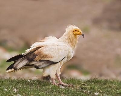 Egyptian Vultures Dwindling In Tn Due To Scarcity Of Food, Usage Of Chemicals-TeluguStop.com