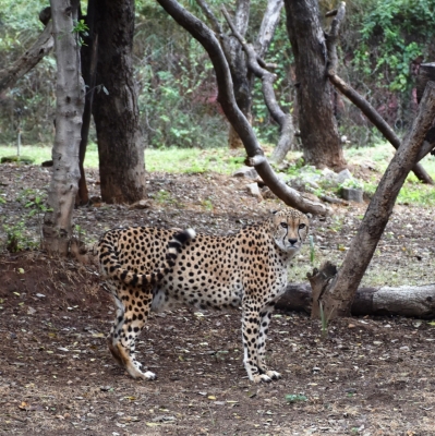  Eight-member Stf To Look After Cheetahs Released In Kuno National Park-TeluguStop.com