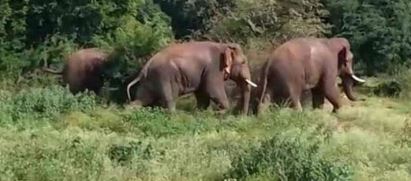  Elephants Hulchal In Parvathipuram-TeluguStop.com