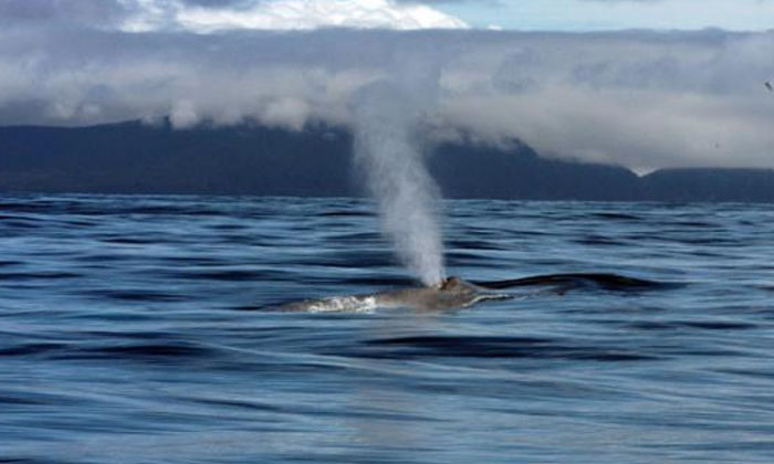  Viral: Are The Whales Singing For Their Mate Whales, Singing, Eastern Australia,-TeluguStop.com