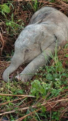  Female Elephant Dies In Dudhwa Due To Liver Problem-TeluguStop.com