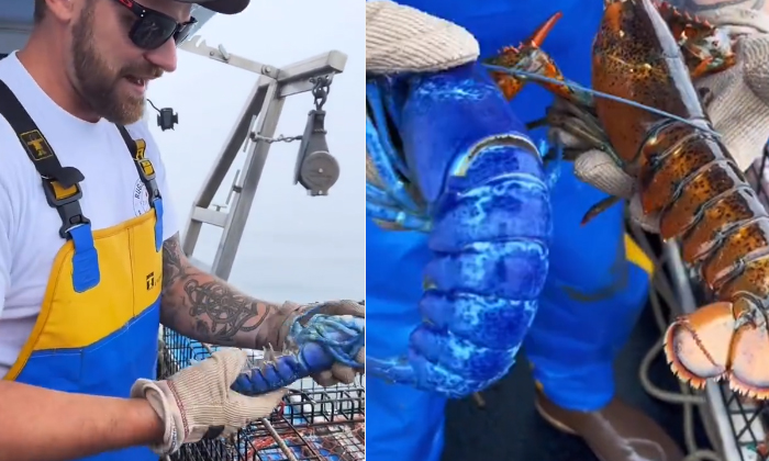  Fisherman Caught Rare Blue Color Lobster Video Viral Details, Viral Latest, New-TeluguStop.com