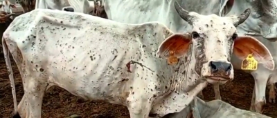  Half Of Mp Under Clutch Of Lumpy Virus, Over 100 Cows Dead-TeluguStop.com