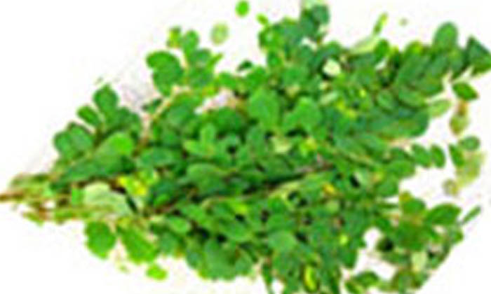 Telugu Tips, Heart Diseases, Kheera, Kheera Moringa, Latest, Moringa-Telugu Heal