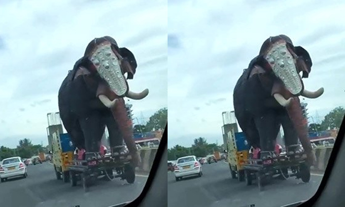  Huge Elephant Transported In A Big Truck Viral Video Details, Huge Elephant, Tra-TeluguStop.com