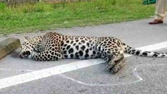  Leopard Died In Kamareddy District-TeluguStop.com