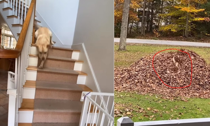  Viral: Can You Do What This Dog Enjoys One Look And You Will Forget All Your Tro-TeluguStop.com