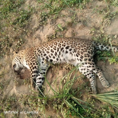  Leopard Found Dead In Kataraniaghat Sanctuary-TeluguStop.com