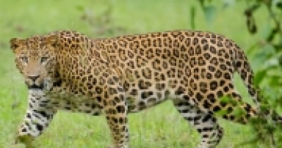 Leopard Kills Farmer, Cow In K'taka Leopard Kills Farmer, Cow In K'taka-TeluguStop.com