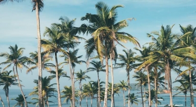 Love Coconut Infused Cuisine? Love Coconut Infused Cuisine?-TeluguStop.com