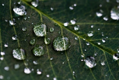  Microplastics Make Its Way To Water Trapped In Plant Leaf-TeluguStop.com