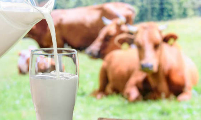 Telugu Cow Milk, Tips, Latest, Monsoon-Telugu Health Tips