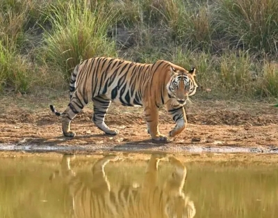  Mp's Tiger Reserves Will Welcome Tourists From Oct 1-TeluguStop.com