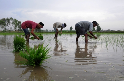  Pulses, Rice, Oilseeds Kharif Sown Acreage Down-TeluguStop.com