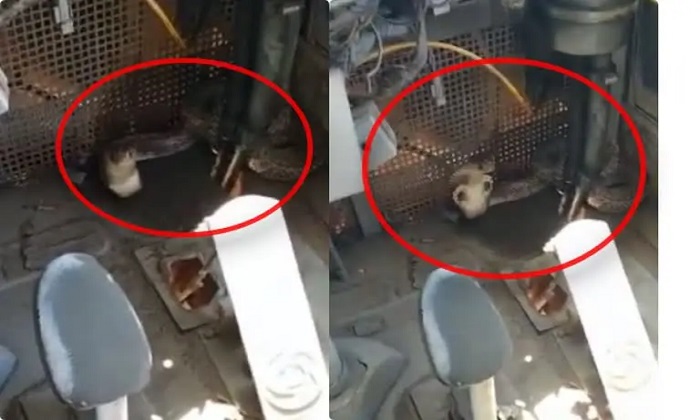  Scary Moment For Bus Driver Snake Found Under The Accelerator Driver Gets Down T-TeluguStop.com