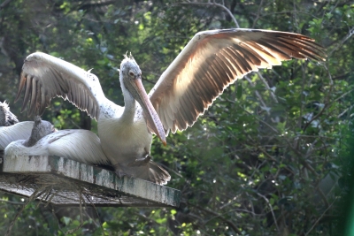  Scientists Fix Gps Device To Pelican's Wings In K'taka-TeluguStop.com
