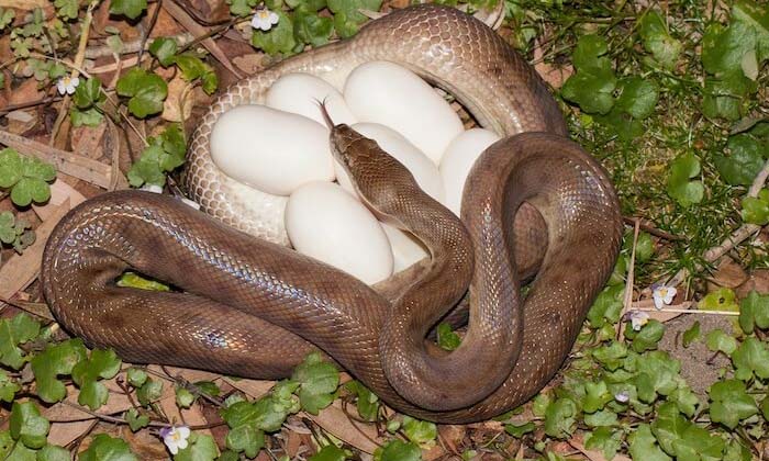  Do You Know How Cobras Lay Eggs , King Cobra,odisha, Snake Catcher, Cobras Lay E-TeluguStop.com