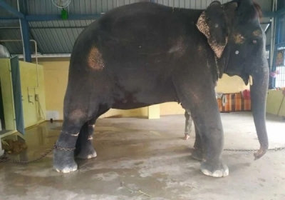  Team From Assam To Visit Tn To Bring Back 'captive' Elephant-TeluguStop.com