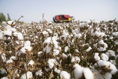  Texas Faces Worst Cotton Harvest In Years Due To Drought, Heat-TeluguStop.com