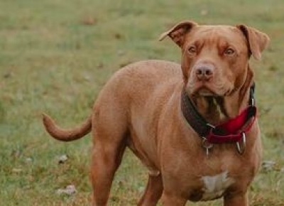  The Curious Case Of Stolen Pitbull In Up's Meerut-TeluguStop.com