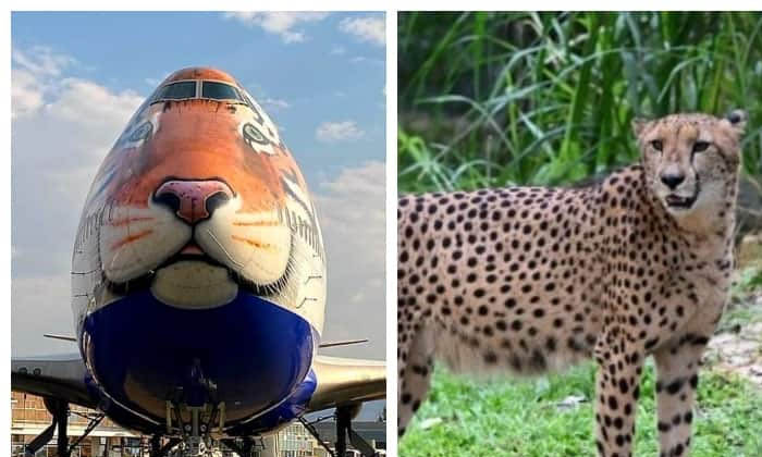  Pm Modi's Birthday Special Cheetahs In Tiger Flight, Pm Modi, Namibia, Tiger F-TeluguStop.com