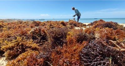  Tn To Become Hub For Seaweed Industry-TeluguStop.com