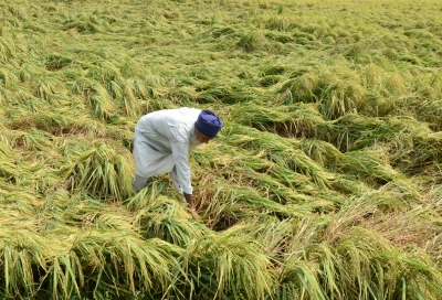  Unexpected Heavy Rain Dims Hopes Of Paddy Farmers In Punjab, Haryana-TeluguStop.com