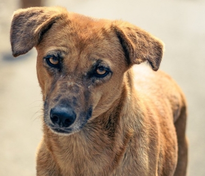  Upset Over Barking, Man Shoots Dead Dog In K'taka Village-TeluguStop.com