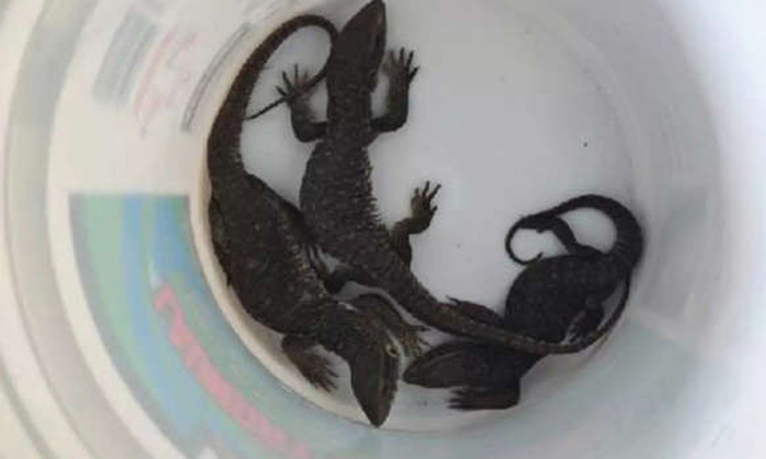  Viral Iguanas And Lizards Delivered To The Wrong Address Details, Online Shoppin-TeluguStop.com