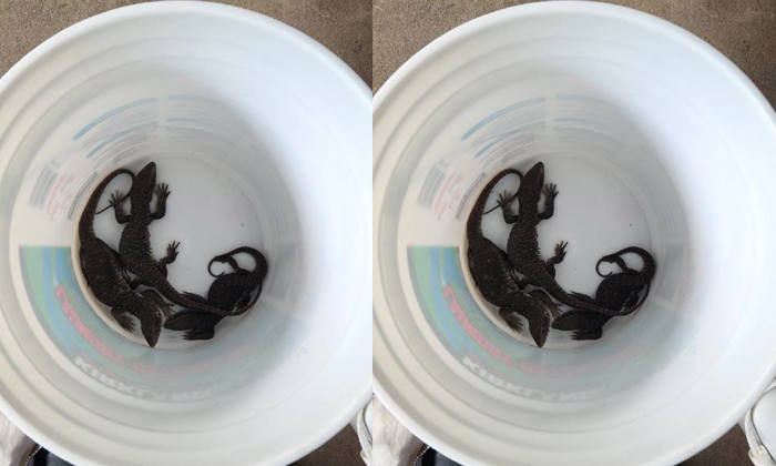 Telugu Iguanas Lizards, Parcel, Port Chester, Latest-Latest News - Telugu