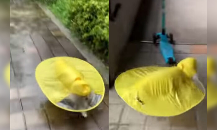  Viral Video Dog Wearing Rain Coat While Raining Details, Dogs, Raincoat, Viral L-TeluguStop.com