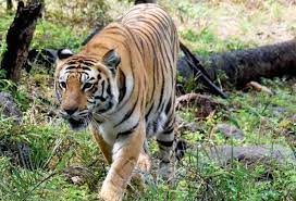  Bengal Tiger Roaming In Vijayanagaram District..-TeluguStop.com