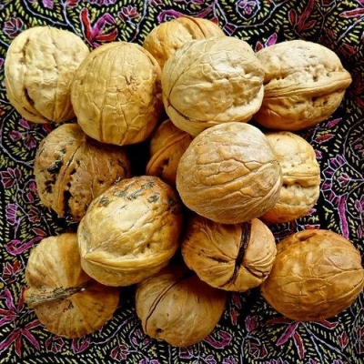  Walnut Harvesting Season At Its Peak In Kashmir Valley-TeluguStop.com