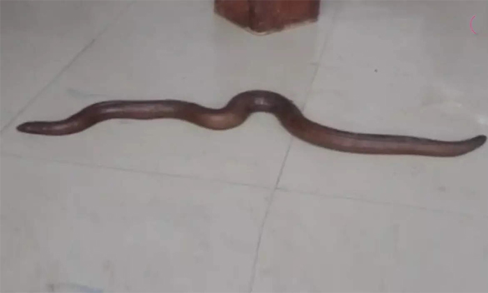  25 Crores Valued Two Headed Snake Resuced In Bihar Details, Viral News, Two Head-TeluguStop.com