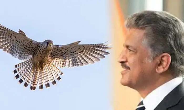  Anand Mahindra Shared The Video Of The Bird , Anand Mahindra , Bird Video, Viral-TeluguStop.com