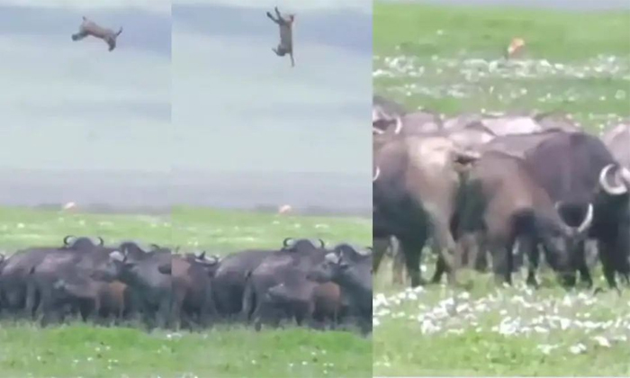  Buffalo Herd Flick Lion Cub In Air Video Viral Details, Buffalo Herd, Flick Lion-TeluguStop.com