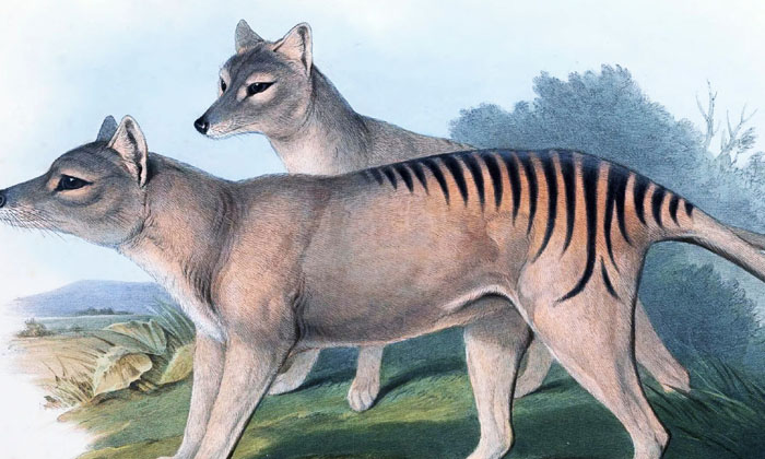  Scientists Are Bringing Back The Extinct Creatures.. If They Fail, It Will Be Ju-TeluguStop.com