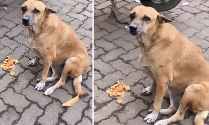  How The Stray Dog ​​who Showed Faith Surprised This Young Women Viral Video,-TeluguStop.com