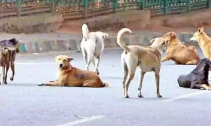 Dog Fear How To Get Rid Of It , Dog Fear,dog, Stray Dogs,rabies,dog Bite,nation Dog Fear How To Get Rid Of It , Dog Fear,dog, Stray Dogs,rabies,dog Bite,nation-TeluguStop.com