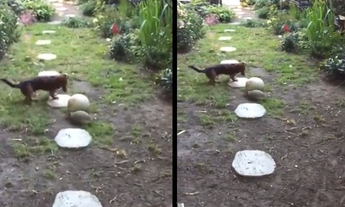  Viral: Have You Seen The Friendship Between A Turtle And A Puppy? Playing Footba-TeluguStop.com