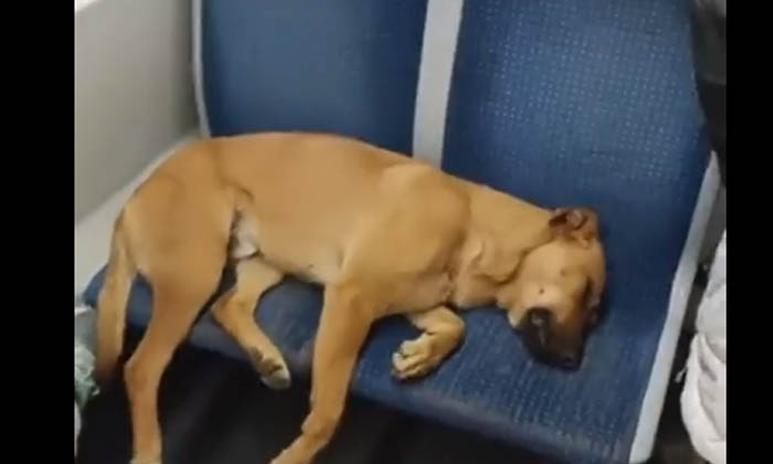 Passengers Who Provided 2 Seats For Dog In The Train Compartment Video Viral ,vi Passengers Who Provided 2 Seats For Dog In The Train Compartment Video Viral ,vi-TeluguStop.com