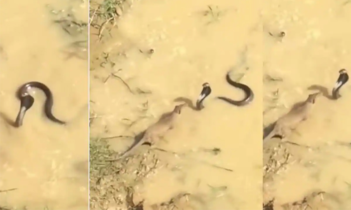  Fierce Fight Between Snake And Mongoose Video Viral Details, King Cobra, Mongoos-TeluguStop.com