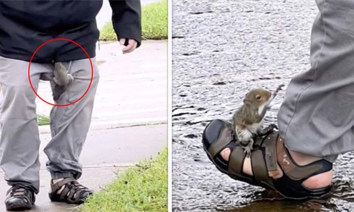  He Saves The Squirrel And Takes Care Of It Everyday , Squirrel, Viral Latest, N-TeluguStop.com