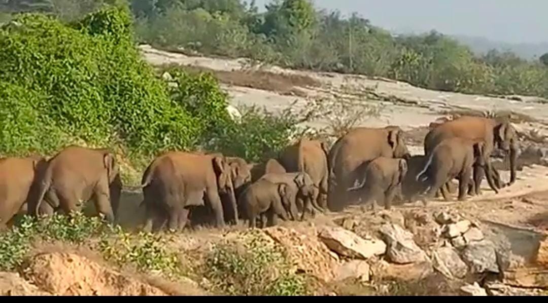  Elephants In Chittoor District-TeluguStop.com