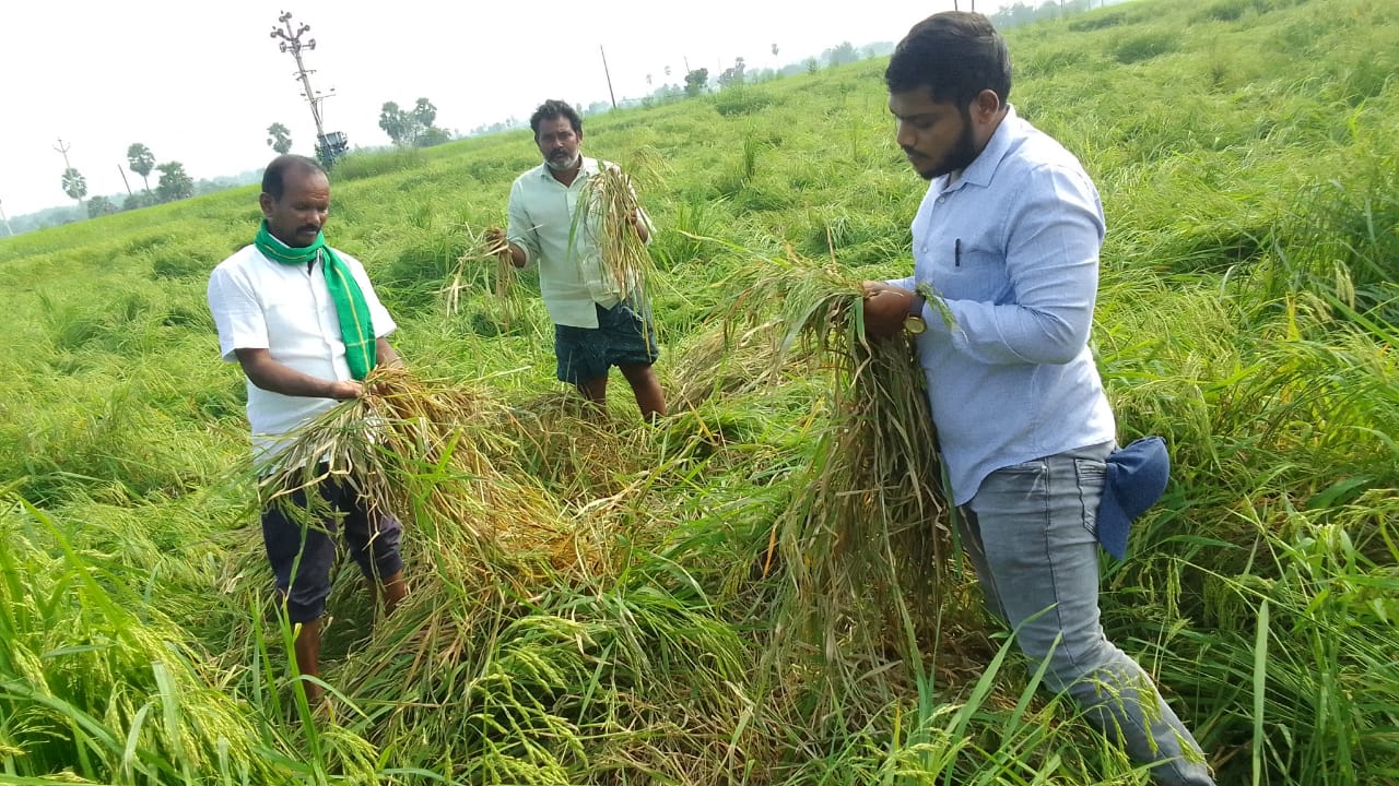  Officials Inspected The Damaged Crops-TeluguStop.com