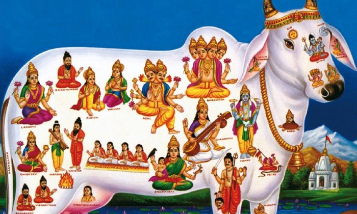 Telugu Calf, Vasthu Tips, Kamadhenu, Kamadhenu Idol, Kamadhenu Pooja, Lakshmi De