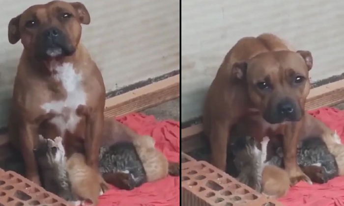  Mother Dog Feeds Milk To Kittens Viral Video,dog,cats,kittens,viral News, Viral-TeluguStop.com