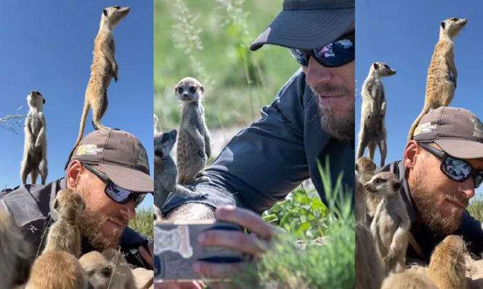  Wildlife Photographer Has An Adorable Interaction With A Mob Of Meerkats,wildlif-TeluguStop.com