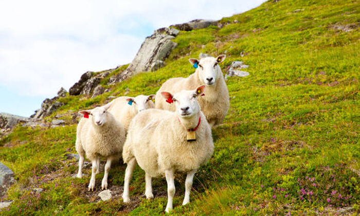 Telugu Latest, Sheep-Latest News - Telugu